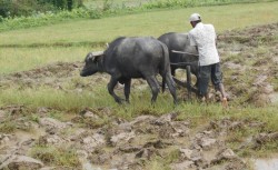 राँगा जोतेर खेती गर्छन राइगाउँबासी 